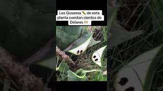 Los gusanos que valen miles de dólares solo se dan dos por planta 😱 shortvideo [upl. by Nahsrad]