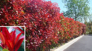 How to Plant Photinia Autumn Garden Guide [upl. by Yclek]