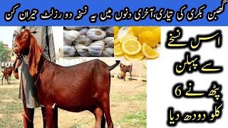 quotTips for Increasing Goat Milk Production Bakri ka Doodh Badhane ka Tarika quot  Butt Goats [upl. by Peednas]