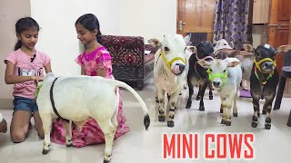 Adorable Mini Cows Visit Our House  They are the Cutest 🥰  Nadipathy Goshala [upl. by Orthman287]