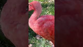 Scarlet Ibis  best bird watch video birds birdwatching [upl. by Low]