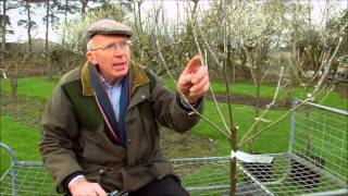 How to Prune Young Fruit Trees [upl. by Rehteh]