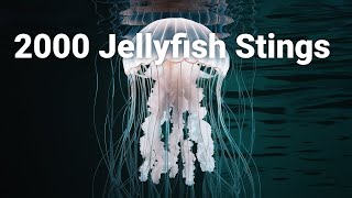 Jellyfish Natures Intriguing Predators Revealed [upl. by Arluene629]