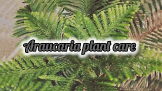 Araucaria plant care 🎄 [upl. by Tnelc]