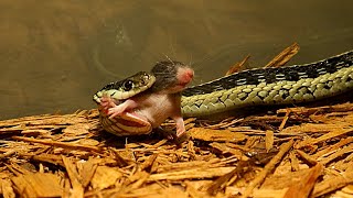 Garter Snake Eats Mouse From The Back Must See [upl. by Atteloiv]