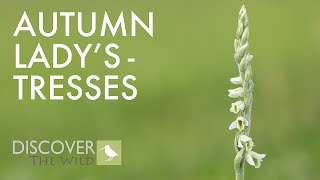 Autumn Ladystresses  Spiranthes spiralis [upl. by Sesom860]