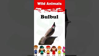 Wild Animals  Shorts  011  Kids  wildanimals kids kidsvideo animals [upl. by Saxon717]