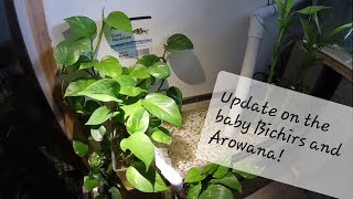 Baby Bichir and Arowana Update  Pothos Growth [upl. by Yerxa]