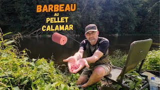 Du pellet calamar rose bonbon un pari audacieux [upl. by Eidroj]