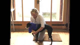 Comment enfiler un pull sur un chien  chien normal [upl. by Chicky]