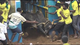 Thatchankurichi Jallikattu 2023 Videos 02  தச்சங்குறிச்சி ஜல்லிகக்ட்டு 2023 Videos 02 [upl. by Emylee688]