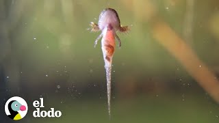 El increíble ciclo de vida de una salamandra  El Dodo [upl. by Kuth]