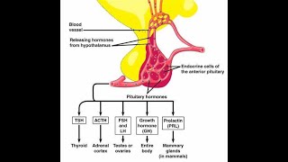 Adenohypophyseal hormones Trophic hormones [upl. by Haeckel]