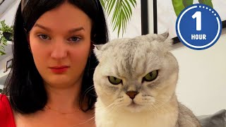 😹 FUNNIEST Cats Ever  Hilarious Cat Videos [upl. by Enyawd837]