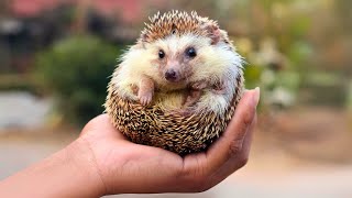 Hedgehog 🦔 CUTEST Pet EVER [upl. by Talie]