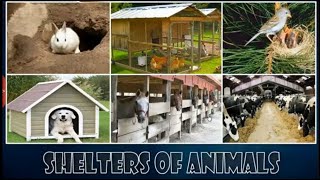 shelters of animals class 3 evs SSC  Digital Teacher [upl. by Aennyl]