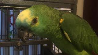 Charlie talking and getting grumpy blue fronted amazon parrot [upl. by Malachi]