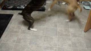 Boxer Vs Pitbull [upl. by Magdaia]