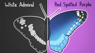 How two butterflies became one [upl. by Richia]