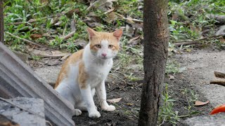 My cute half tailed Cat came back again cat fullscottish scottishcat [upl. by Cocke]