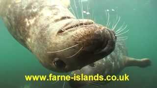 William Shiels Farne Islands Diving [upl. by Iggy]