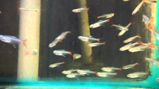 35cm Glass Bloodfin Tetra [upl. by Ikairik]