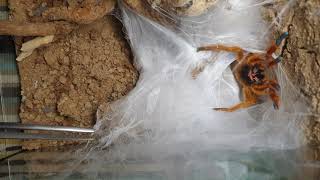 Pterinochilus murinus RCF rehouse angry OBT orange bitey thing [upl. by Aisatsan215]