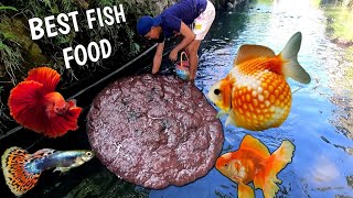 Part1 HOW to catch tubifex worm for Ornamental Fish  Best live food to grow fish faster [upl. by Dodge]