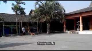 Brahminy Kite Training FTTF Part I Elang Bondol  Sky [upl. by Groot]