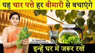 4 Magical Leaves  सैकड़ों बीमारियों का Free में करें इलाज  Health Benefits of Ayurvedic Plants [upl. by Nikkie]