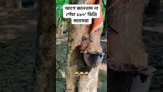 Pencha keno tader matha ghorai fact viralvideo viralshorts shorts FactStoryBengali [upl. by Ytirehc]