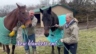 Standardbred Horses Found Hope And Now A Home [upl. by Lanti3]