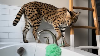 Serval in the Bathroom [upl. by Willie]