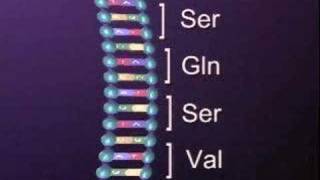 Protein Synthesis Translation 3 [upl. by Sabino]