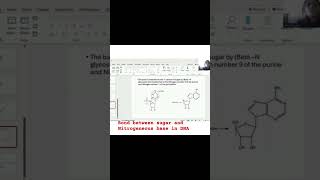 Glycosidic bond formed between Nitrogenous base and Sugar in DNA shorts [upl. by Rovit]