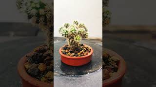 Mammillaria Vetula cactus bonsai suculentas gracilis [upl. by Hoj]