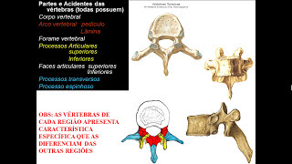 OSSOS DE TRONCO PARTE 2  CARACTERÍSTICAS VERTEBRAIS POR REGIÃO [upl. by Itra]