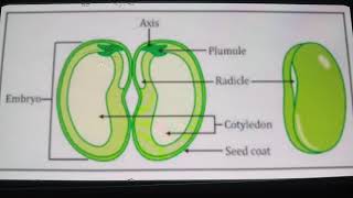 Seed  Definition and Structure [upl. by Llered819]