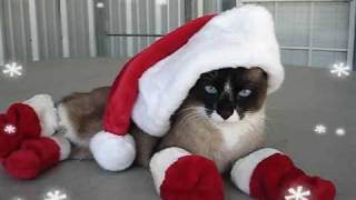 Santa Cat in Boots ATTACKS Pit Bull Sharky Happy Holidays  HelensPetscom [upl. by Faludi968]