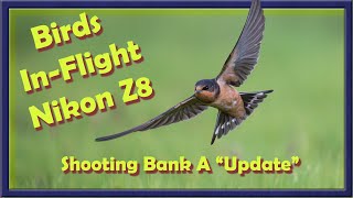 Birds Inflight Nikon Z8 Updates to my Shooting Bank A Settings An evening with Barn Swallows [upl. by Lathe614]