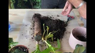 Yucca How to care what are the benefits How to repot amp the best Yucca potting or soil mix [upl. by Angadresma951]