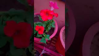 Petunia plant care tips gardening petunia flowers gardningtips ytshorts [upl. by Weissmann]