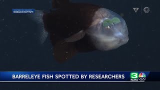 Monterey Bay Aquarium researchers capture rare video of Barreleye fish [upl. by Hermy668]