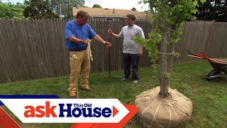 How to Plant a LargeShade Tree  Ask This Old House [upl. by Adena899]