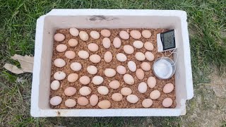 how to make incubator egg hatching  sunlight incubator  Sunlight incubator Hatching Result 100 [upl. by Onahpets]