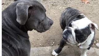 BullDogs Mastiffs amp Irish Wolfhounds at Dog Park [upl. by Wasserman960]