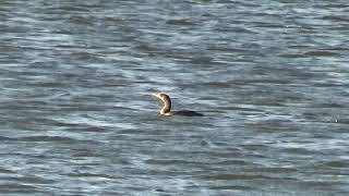 Doublecrested Cormorants Swimming Flying C amp A Shorts [upl. by Olivia]