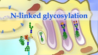 Short animation of Nlinked glycosylation of alpha1 antitrypsin [upl. by Batholomew514]