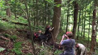 Treeing Walker Hound Tree’d On His First Black Bear [upl. by Keelin]