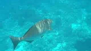 Snorkeling at Cozumel Mexico [upl. by Ecirtaeb469]